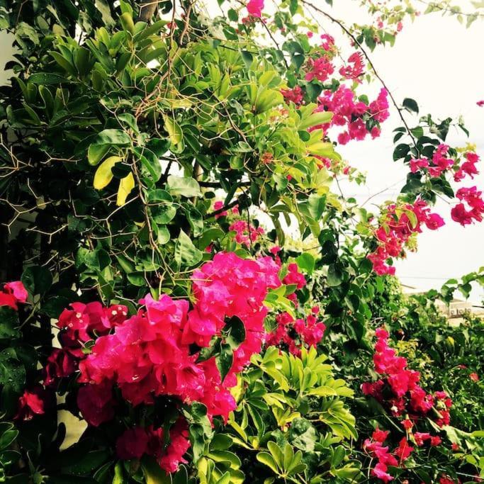 Casa Vacanze Vista Mare Mela B Lipari Kültér fotó